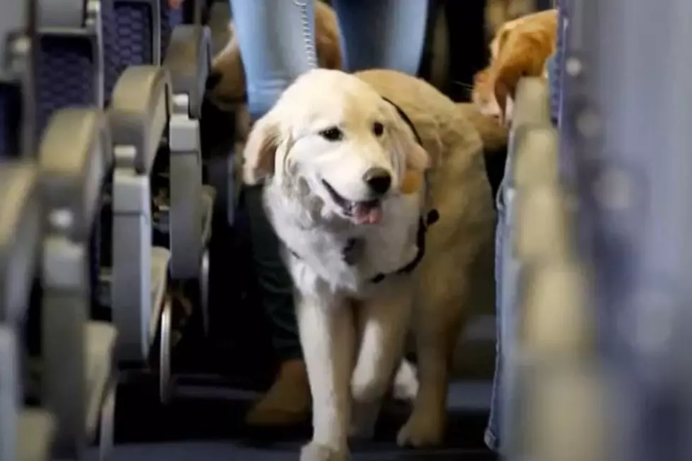 U.S. Issues New Rules Regarding Service Animals on Planes
