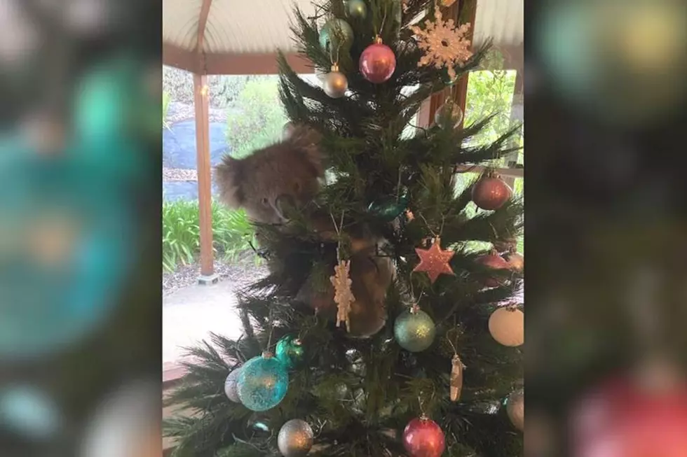 Koala Bear Found Hiding in Christmas Tree