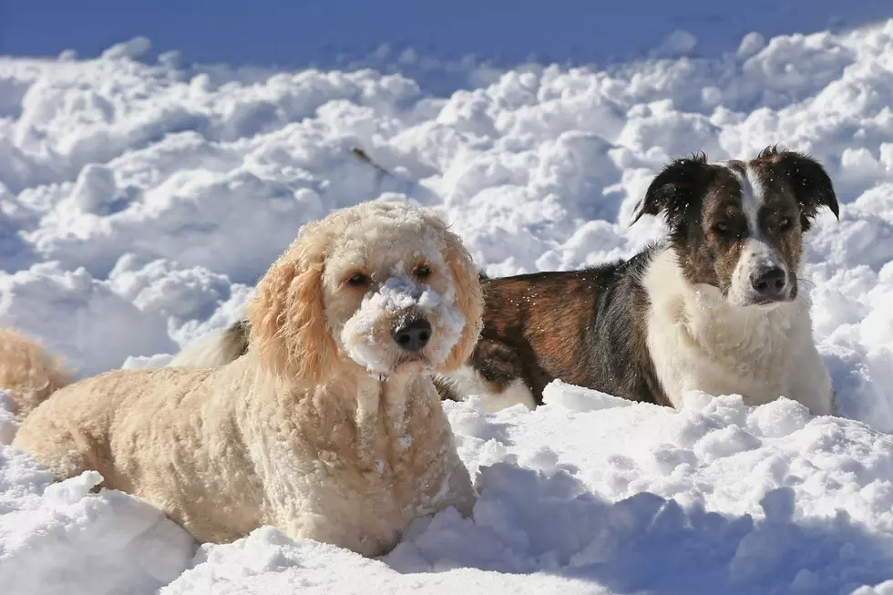 How Do You Keep Your Dog Safe From Cold Weather?