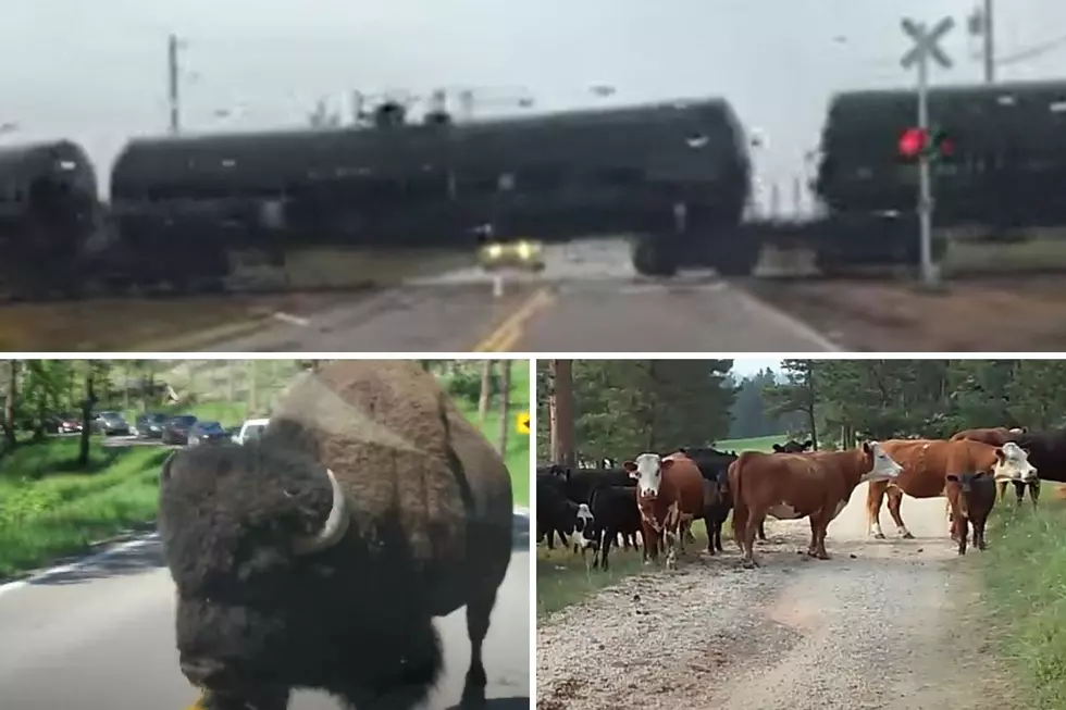 WATCH: Are These What You Call 'South Dakota Traffic Jams'?