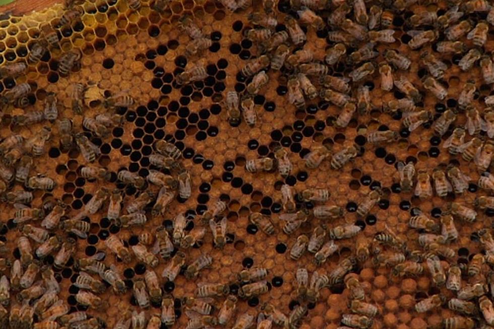 Why is Sioux Falls Allowing Beehives in the City?