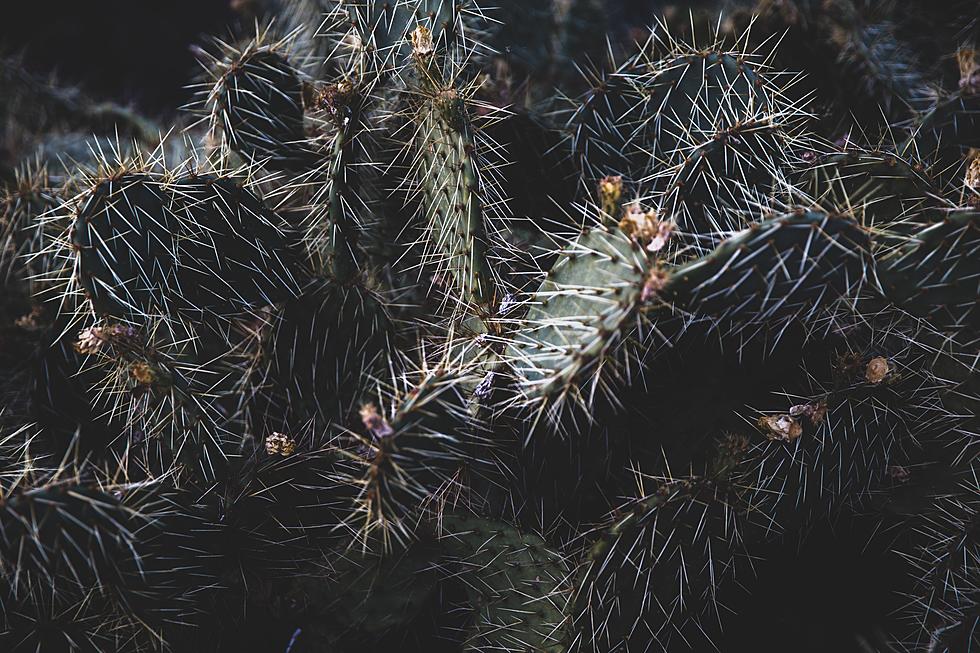 Did You Know Wild Cactus Grows In South Dakota?
