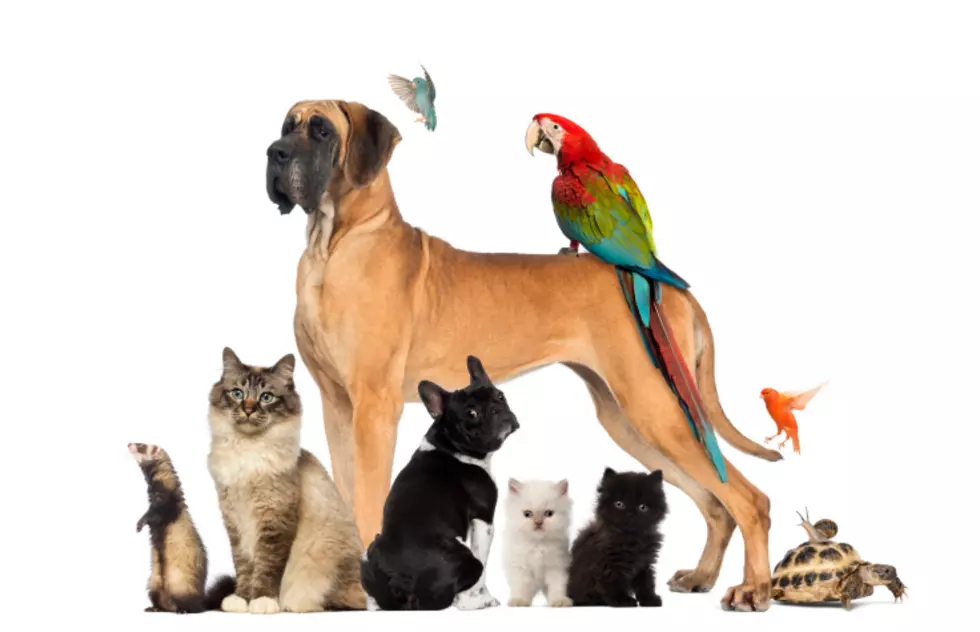 Here’s How Your Pet Tells The World Who You Are