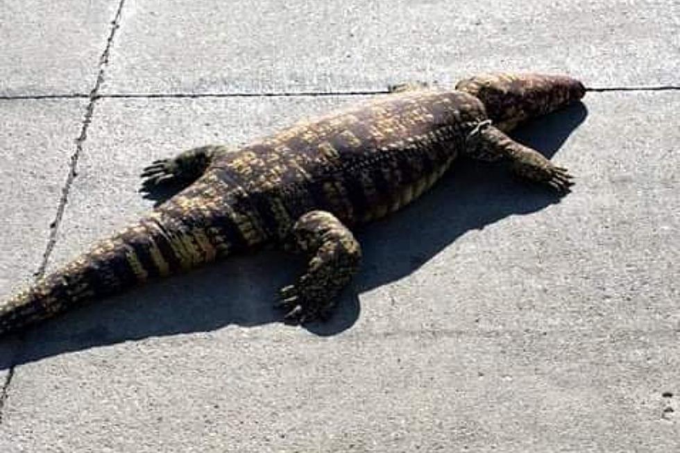 Alligator Spotted in Iowa?