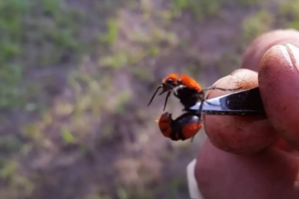 Dangerous Bug In South Dakota, Iowa, &#038; Minnesota: Don&#8217;t Touch It!