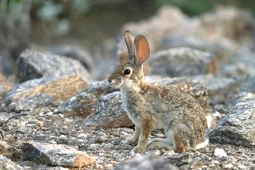 Are South Dakota Jackrabbits Really Rabbits?