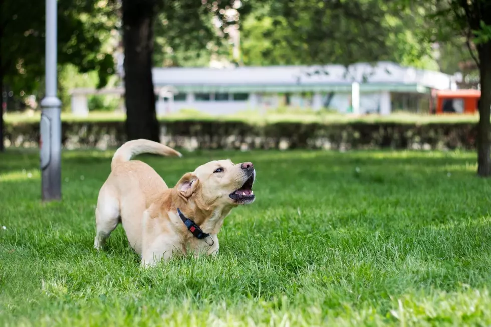 If You Have A Dog In Sioux Falls, Barking Is Not A Great Idea