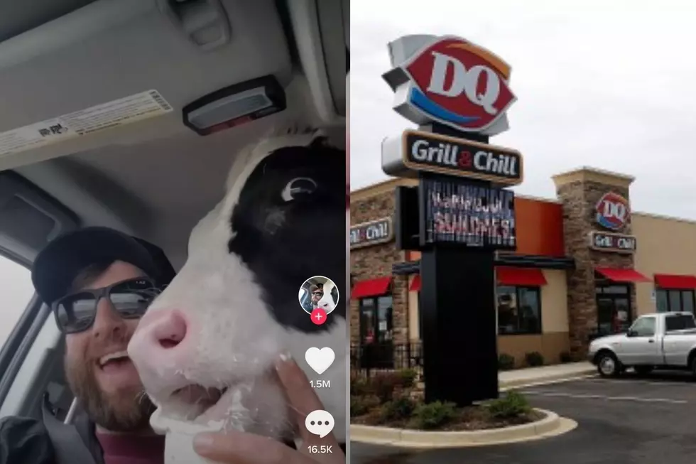 WATCH: Iowa Farmer Takes Cow to Dairy Queen