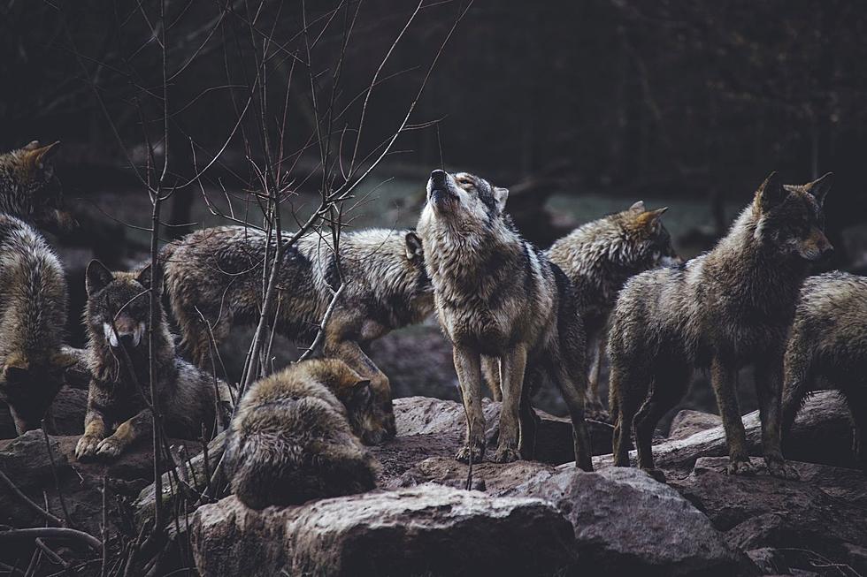 Pack of Wolves on the Loose in Minneapolis Suburbs