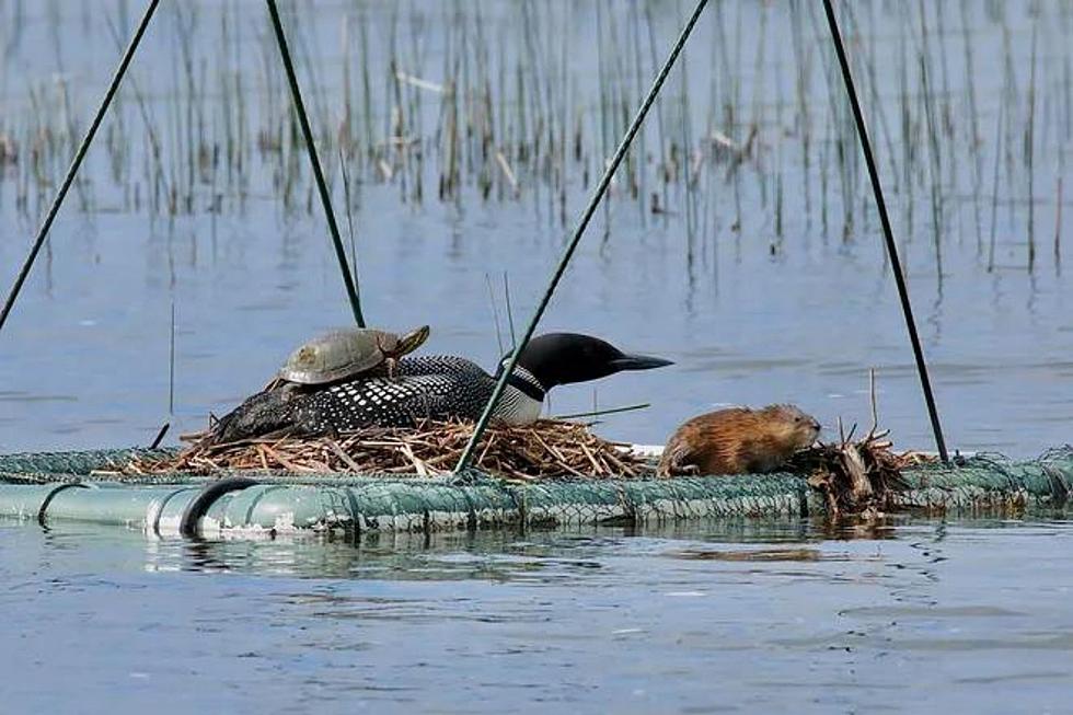 Muskrat and Turtle Hitch a Ride with Loon on Minnesota Lake