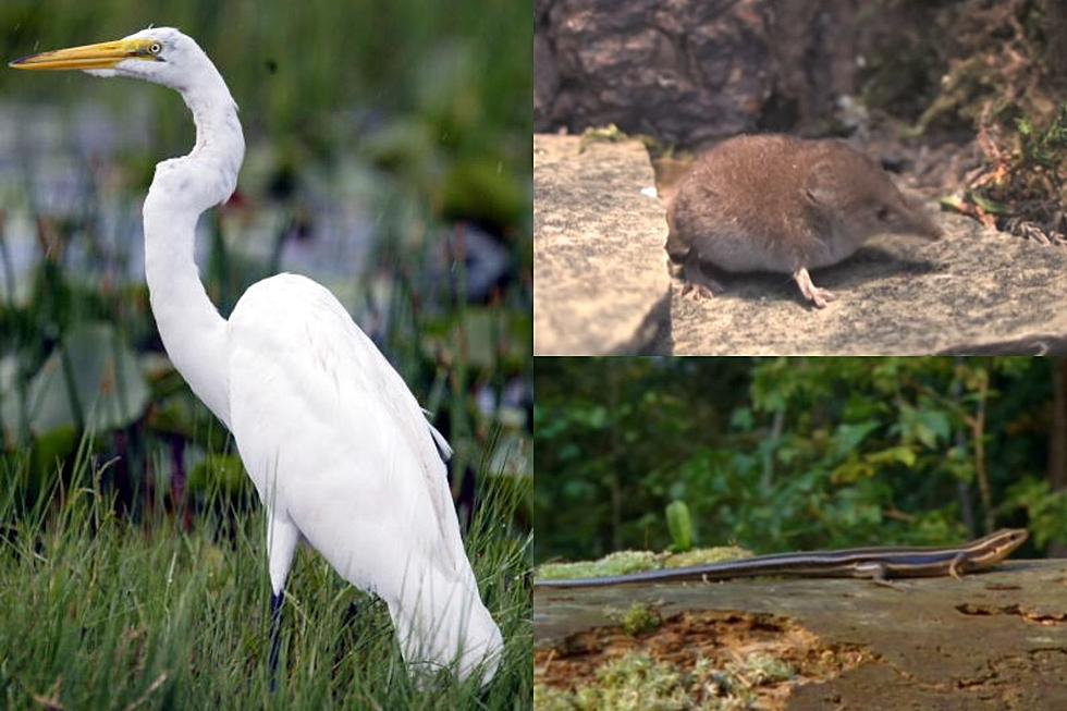 Check Out These 5 Rare Animals That Live In South Dakota 