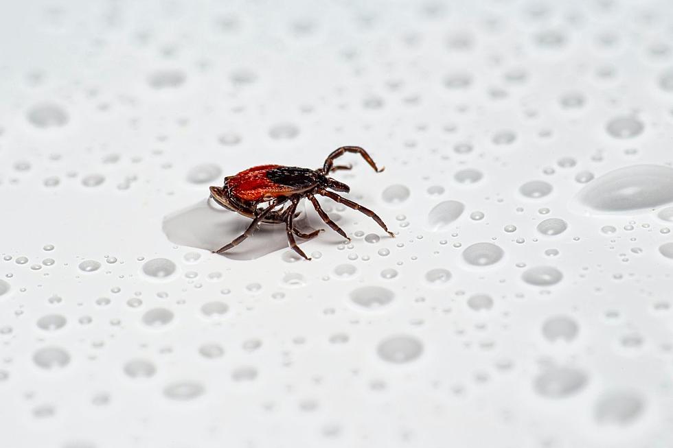 This Small Minnesota Town Just Held Its Annual Woodtick Races