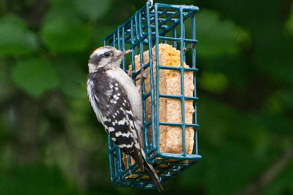 Do You Own A Bird Feeder In Sioux Falls? Clean It Right Now