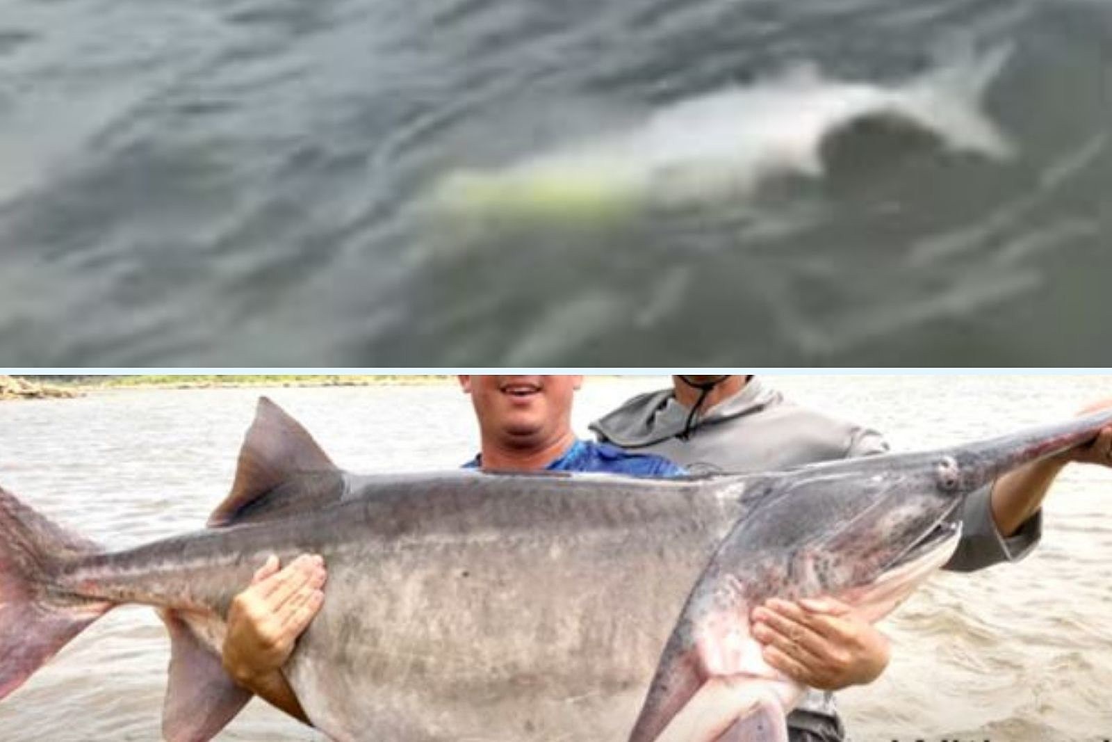 biggest fish in the world caught