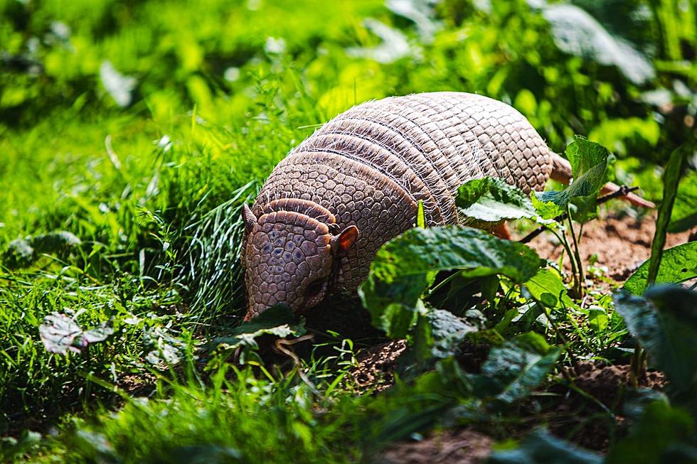 Are There Really Wild Armadillos in Iowa?