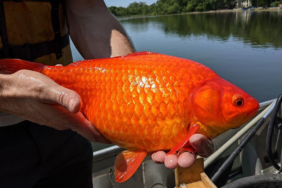 Have You Seen These Giant Goldfish In Minnesota?