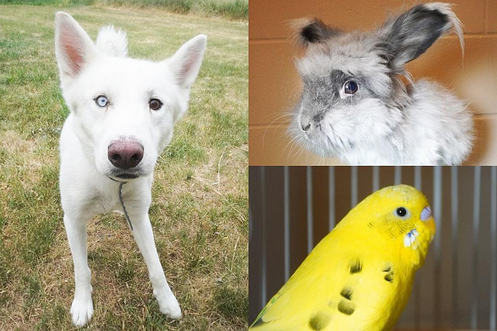 These Are 10 Pets You Can Adopt In Sioux Falls Right Now