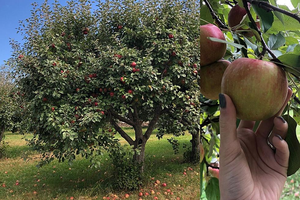 The Best Place For Apple Picking In South Dakota Is In Harrisburg