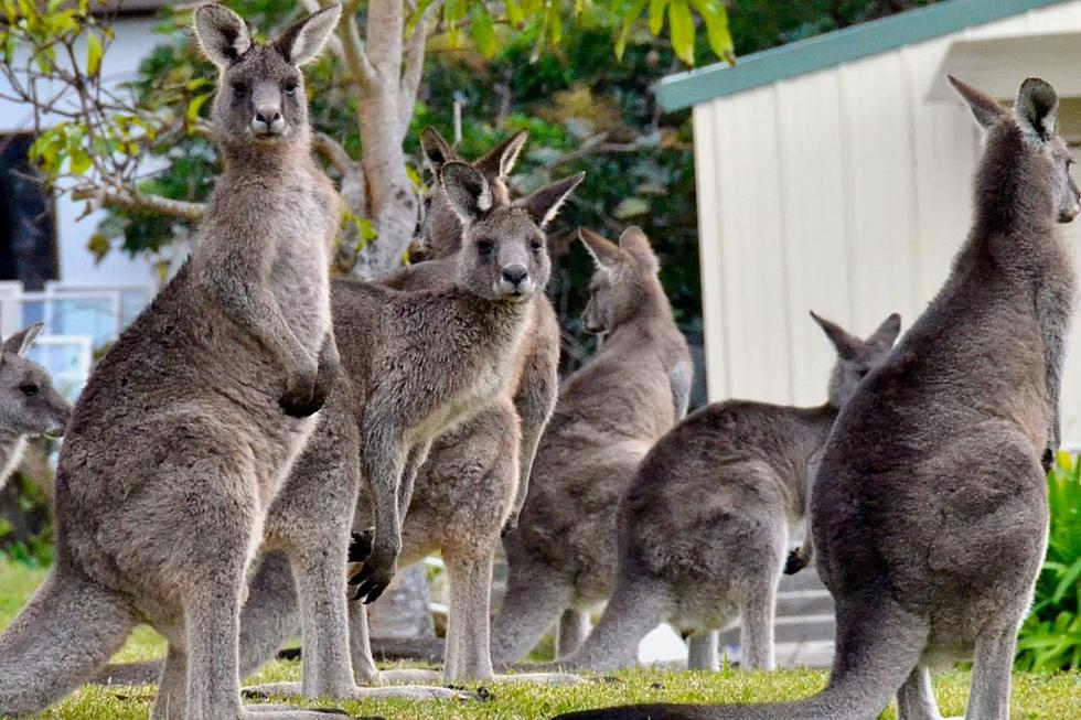 If You&#8217;re Wondering, Kangaroos Aren&#8217;t Allowed In South Dakota