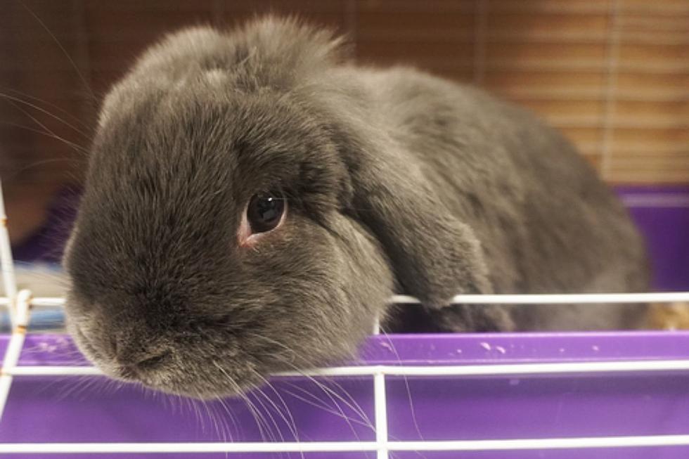 Calling All Sioux Falls Teachers: Get Your Free Bunny! 