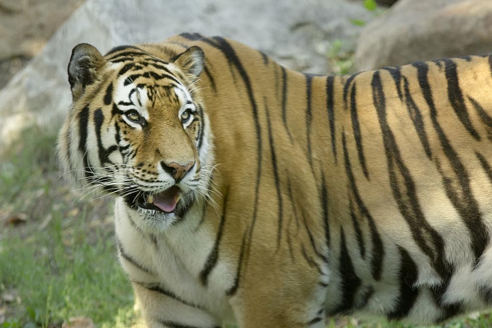 The Big Cats At Great Plains Zoo in Sioux Falls Are COVID Free 