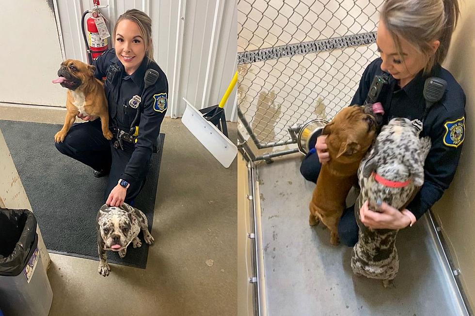 Looking For Some Cute Puppies? Sioux Falls Police Found Them!