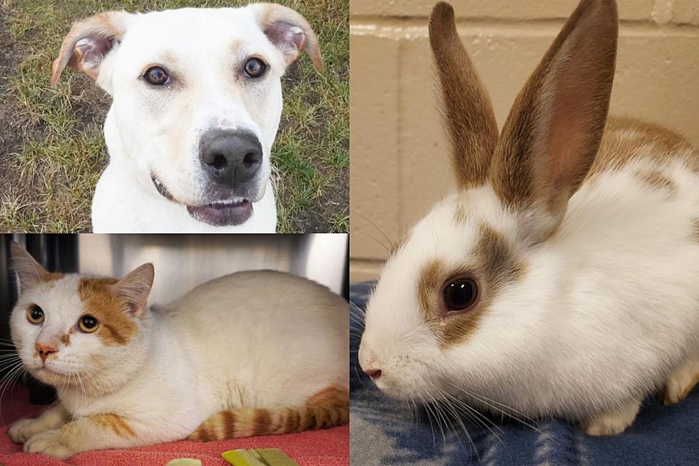 10 Sioux Falls Pets That Are Looking For Homes Right Now