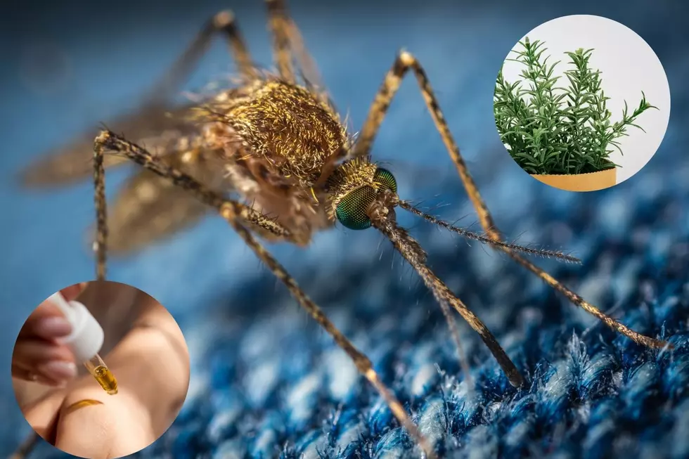 South Dakota Mosquitoes HATE These 7 Smells the Most