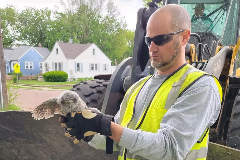 Aww: Sioux Falls City Workers Rescue Cute Baby Owls
