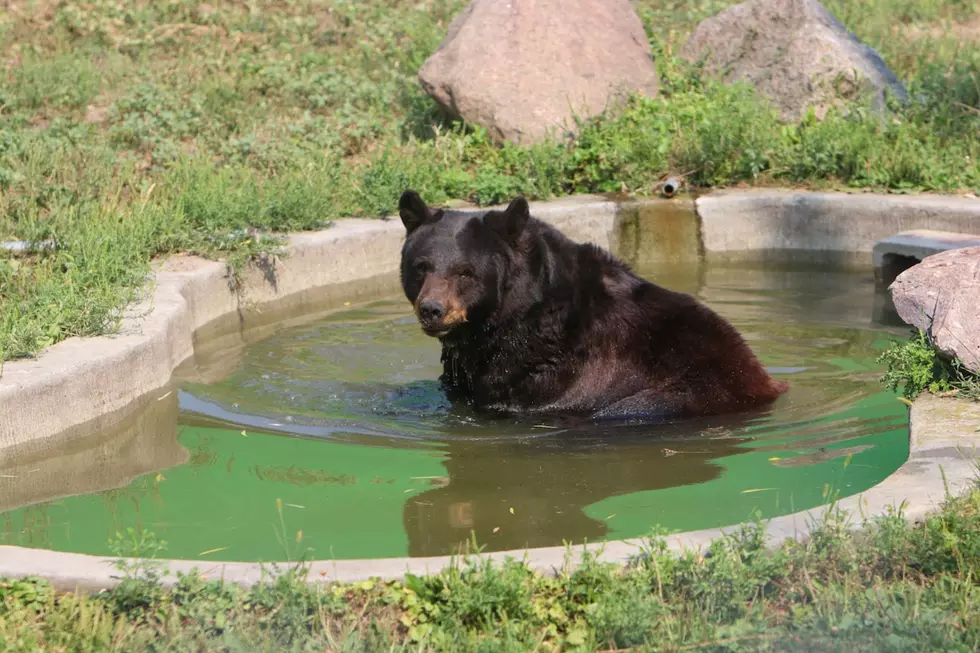 Visitors Can Expect To See New Faces At The Sioux Falls Zoo