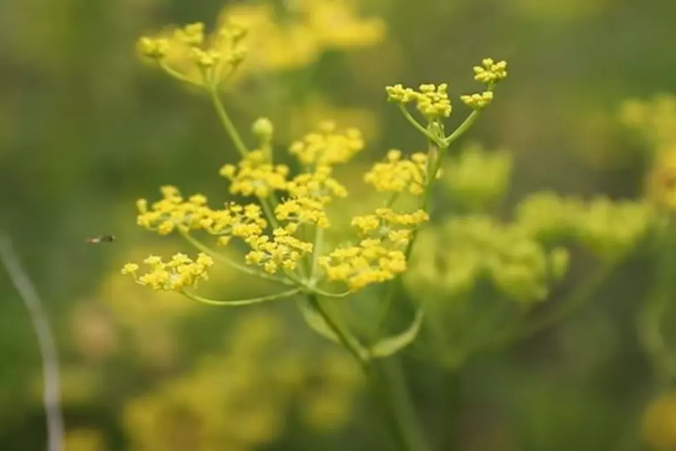 WARNING: Beware of this Dangerous Plant if You&#8217;re Living in Iowa