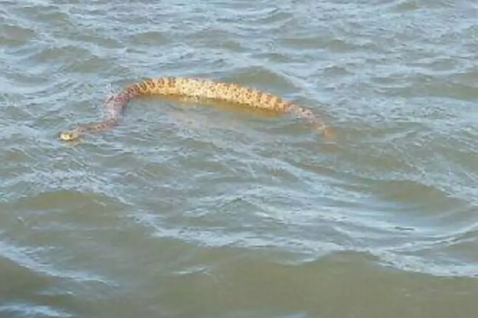 Yikes! Watch Out For Dangerous Snakes in South Dakota Waters 