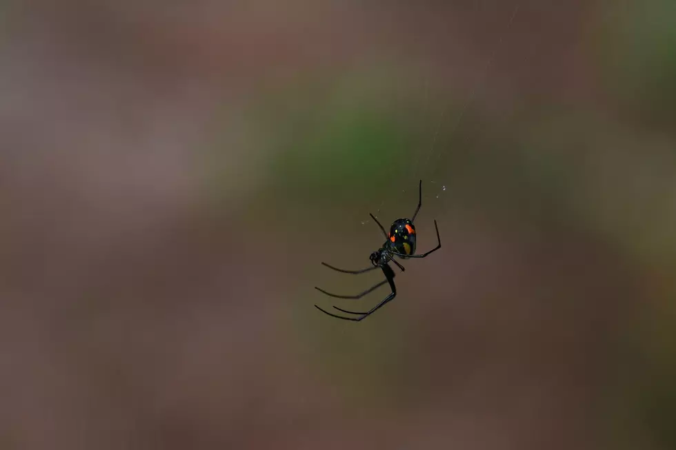 Black Widow Spiders Force Closure of Iowa County Park Restrooms