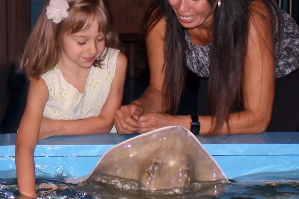 Beloved Sioux Falls Stingray Suddenly Passes Away