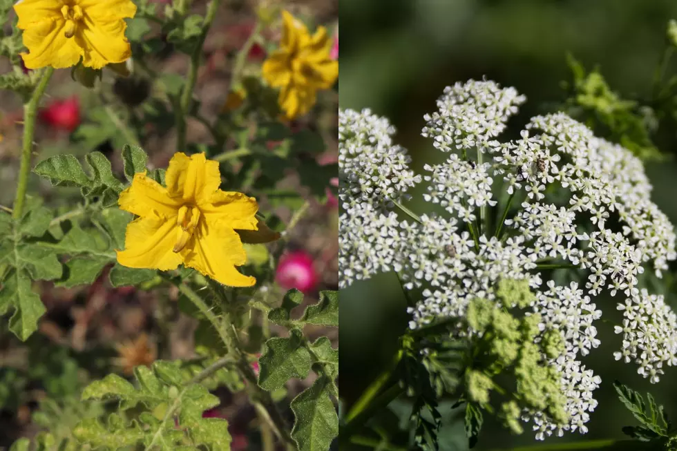 This Poisonous Plant that Can Kill You is all Over South Dakota