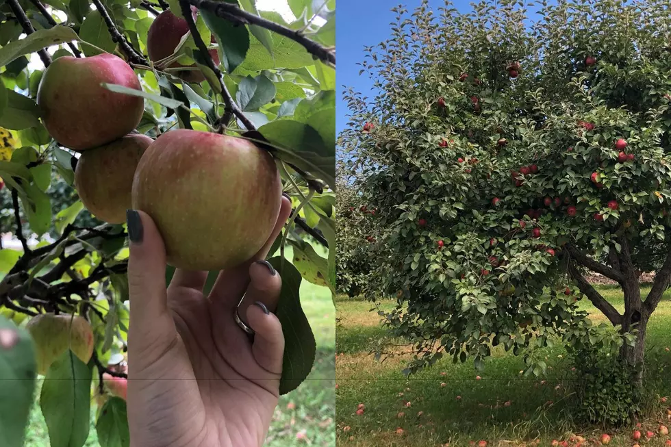 Hometown Happenings: South Dakota Opening Apple Picking Weekend