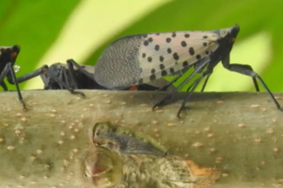 WARNING: This Creepy Invasive Bug is Now Confirmed in Iowa