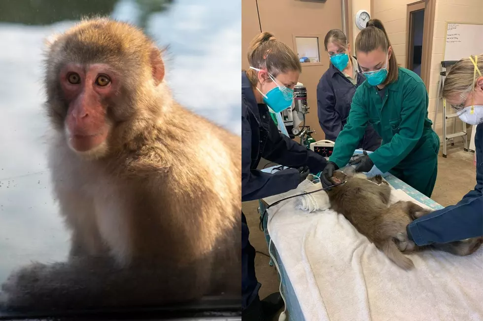 Sioux Falls Monkey Out of Surgery After Visitor Throws Bottle Top