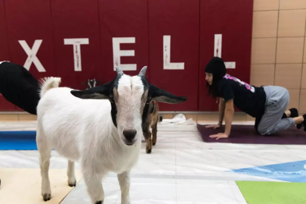 Goats Take Over Sioux Falls Schools For Fun Activity