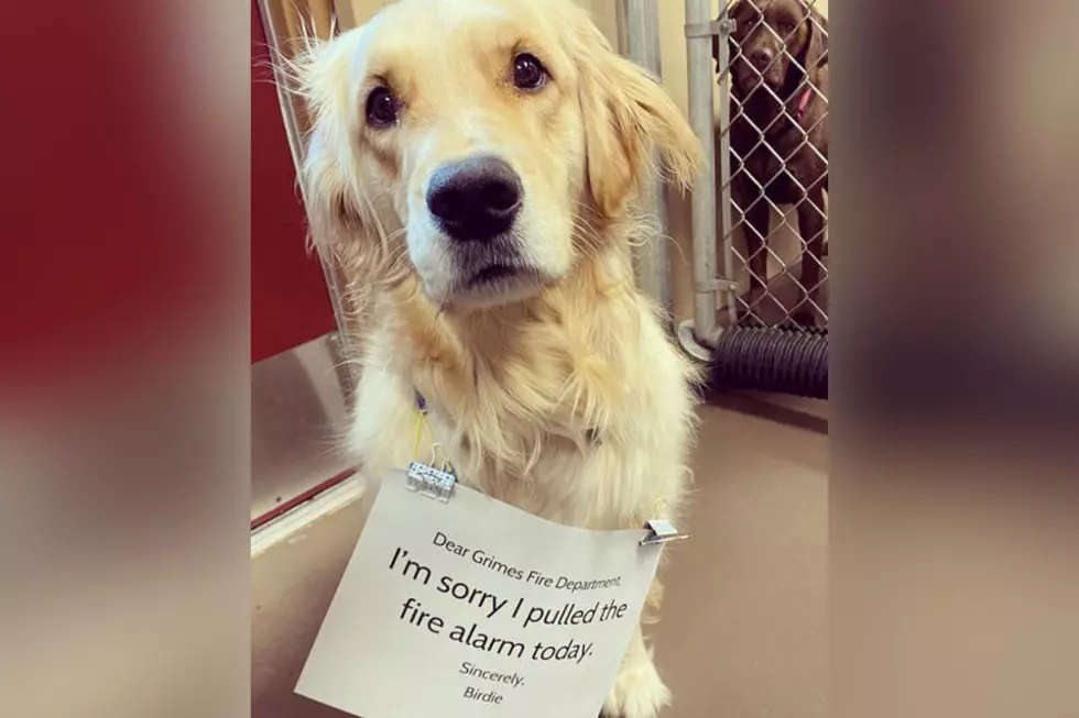 Oops! Excited Iowa Dog Pulls Fire Alarm At Doggy Daycare