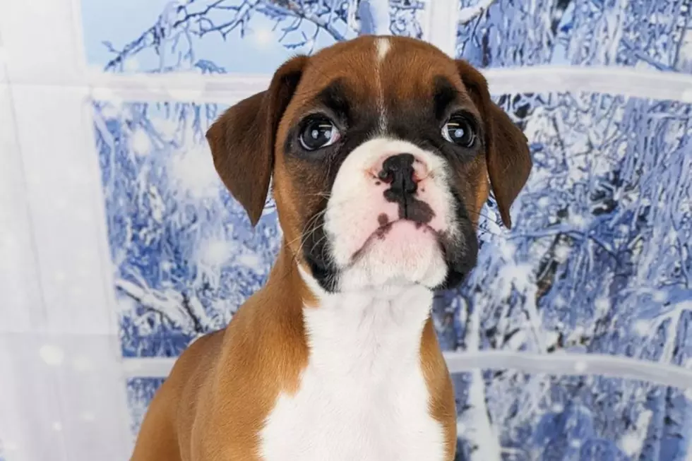 Help This Sioux Falls Pet Store Find An Adorable Puppy 