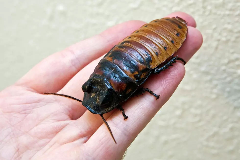 Send Cockroach To Ex South Dakota, Minnesota & Iowa Valentine