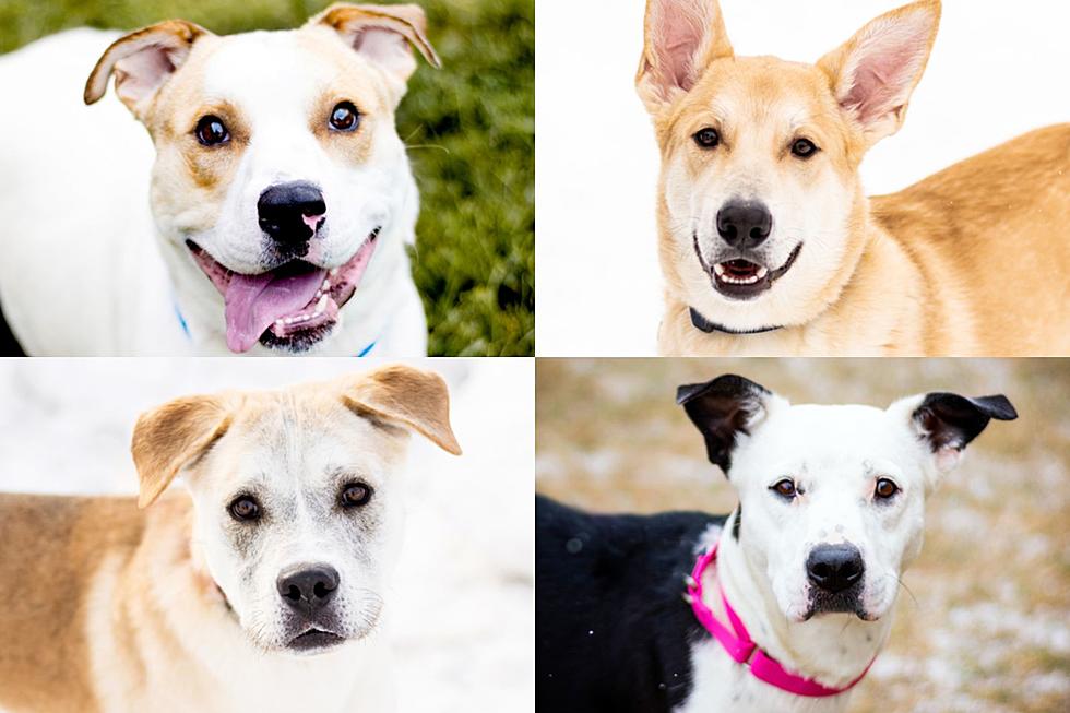 Sioux Falls Area Humane Society Full of Dogs: 10 Available Now