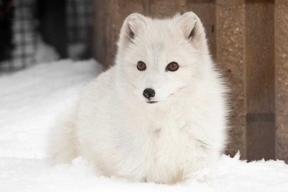 Sioux Falls Mourns Loss of Arctic Fox At Great Plains Zoo