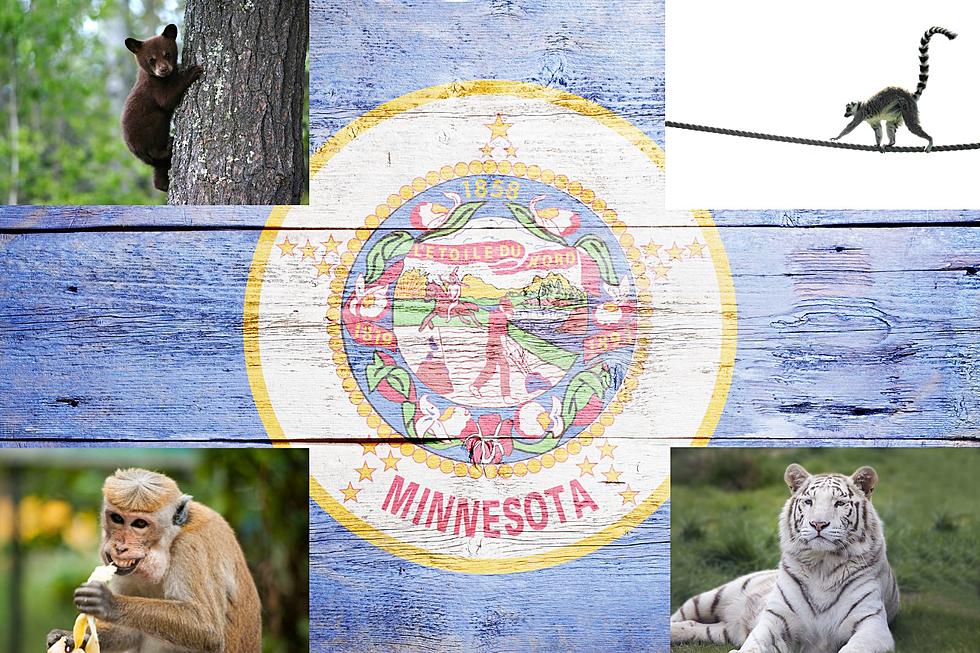 These 7 Animals Are Surprisingly Legal to Buy in Minnesota