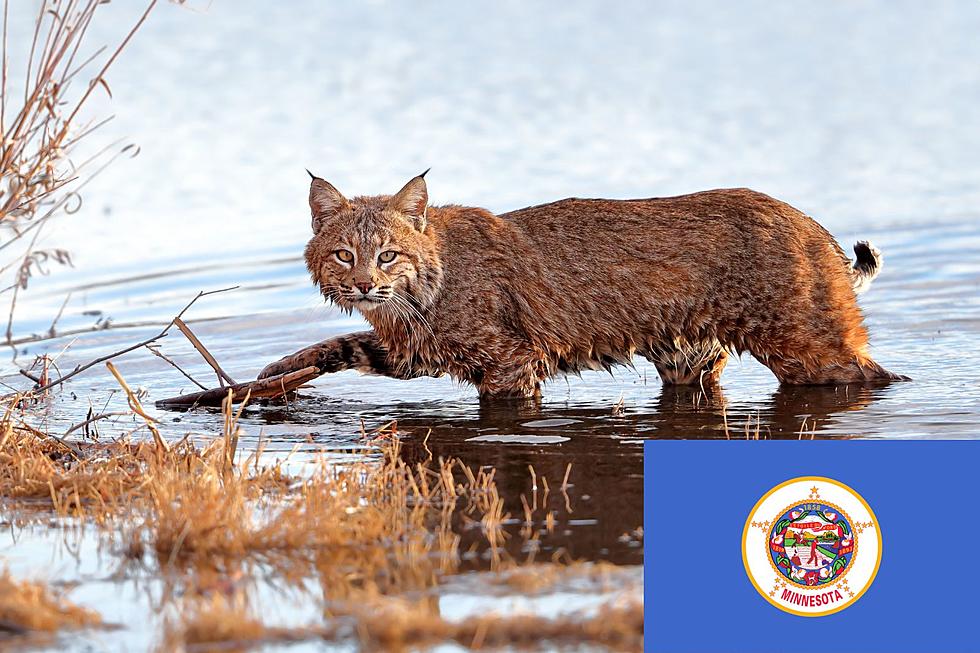 How Many Bobcats, Lynx, and Cougars Live in Minnesota?