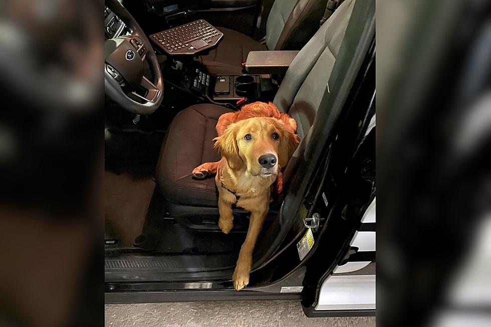 Why Is Sioux Falls Police Puppy Leo Learning How to Drive?