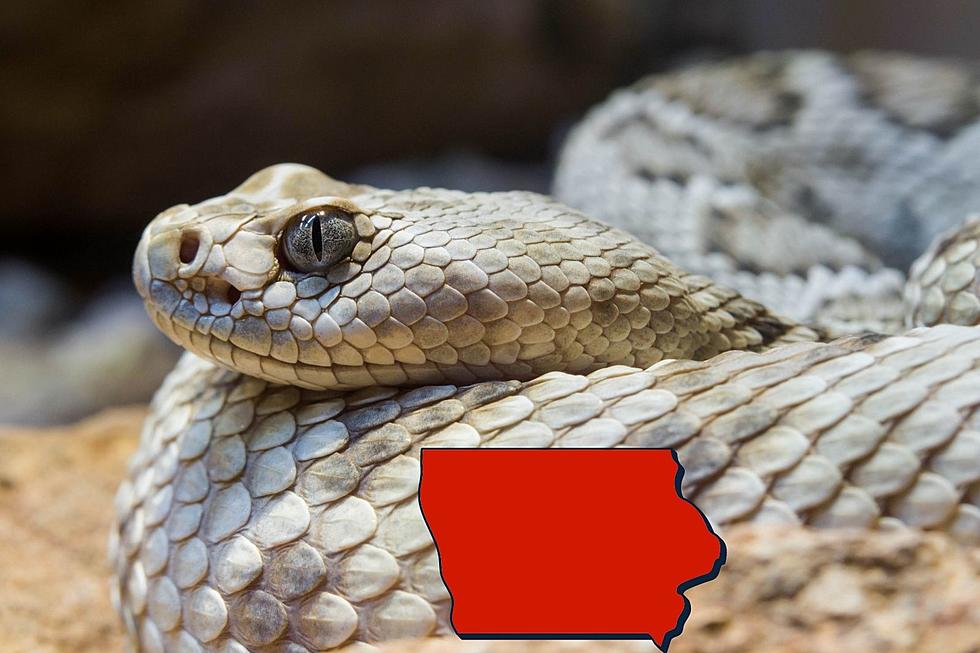 The 3 Rattlesnakes that Live in Iowa and Where to Find Them 