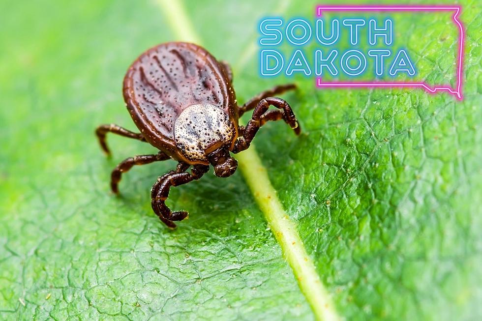 Six of the Most Dangerous Ticks Found in South Dakota