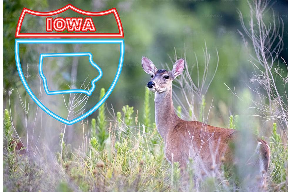 Why Is The Most Dangerous Iowa Animal So Adorable?